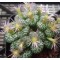 C.ursprungianum SB635 - Seed